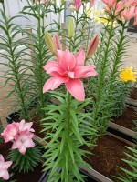 [5007 Pink Blossom No02.JPG]